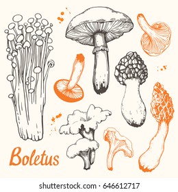 Vector illustration with set of mushrooms in sketch style. Hand-drawn milk caps, slippery jack, truffle, morel and gyromitra on white background. Autumn forest harvest.