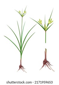 Vector illustration, set of nagarmotha or Cyperus rotundus, also called coco grass. isolated on white.