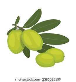 Vector illustration set of olive fruit in cartoon flat style design. Meditereanean olives with branch and green leaves. Healthy agriculture product organic farm. Logo, icon for packaging