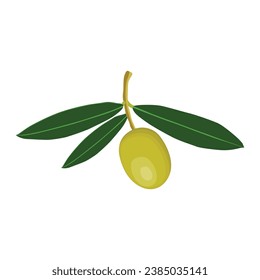 Vector illustration set of olive fruit in cartoon flat style design. Meditereanean olives with branch and green leaves. Healthy agriculture product organic farm. Logo, icon for packaging