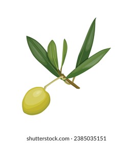 Vector illustration set of olive fruit in cartoon flat style design. Meditereanean olives with branch and green leaves. Healthy agriculture product organic farm. Logo, icon for packaging