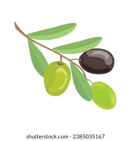 Vector illustration set of olive fruit in cartoon flat style design. Meditereanean olives with branch and green leaves. Healthy agriculture product organic farm. Logo, icon for packaging