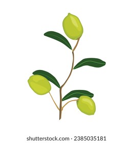 Vector illustration set of olive fruit in cartoon flat style design. Meditereanean olives with branch and green leaves. Healthy agriculture product organic farm. Logo, icon for packaging