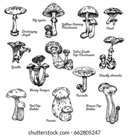 Vector illustration set on white background with named edible and inedible mushrooms in engraved style.