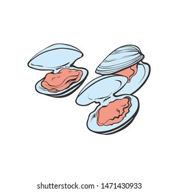 Vector illustration set of open mytilus mussels ready to eat in sketch style. Hand drawn seafood isolated on white background - marine freshly shucked and cooked seashell.