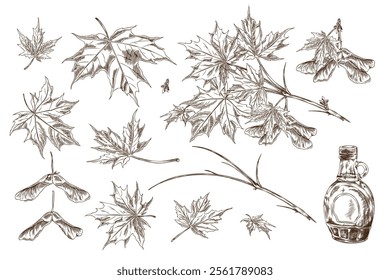 Vector illustration of a set of outline sketches of maple leaves, branches, seeds and shoots with a bottle of maple syrup. Isolated Elements hand drawn in grunge style, for botanical design.