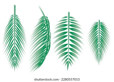 Ilustración vectorial, conjunto de hojas de palma o hojas de coco verdes sobre fondo blanco.