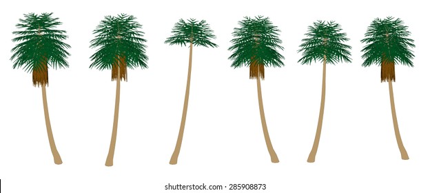 Vector illustration set with palm trees. Isolated.
