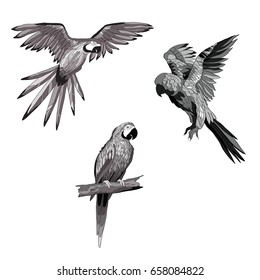 Vector illustration. Set of parrots, flying parrots. Parrot sitting on a branch. Black and white and gray image.