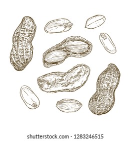 Vector illustration set of peanuts, hand draw sketch vector.