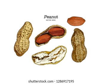 Vector illustration set of peanuts, hand draw sketch vector.