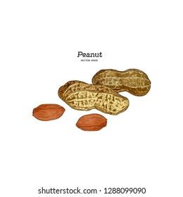 Vector illustration set of peanuts, hand draw sketch vector.