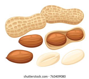 Vector illustration set of peanuts isolated on white background. Design template in EPS10. Website page and mobile app design