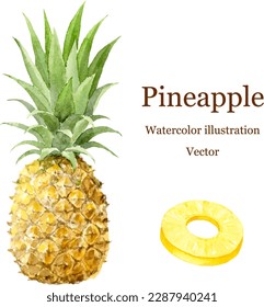 Vector illustration set of pineapple painted by watercolor