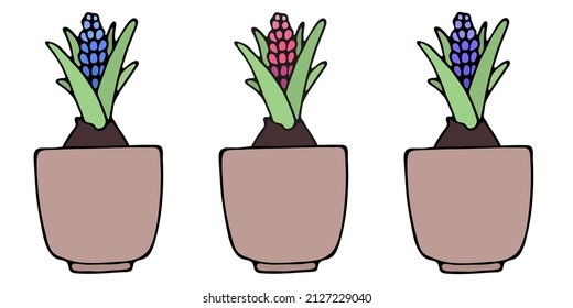 Vector illustration. Set of pink, blue, purple hyacinth in a flower pots isolated on white. Hand drawn simple clipart. Perfect for cards, poster, banner, print, patterns. Garden theme.