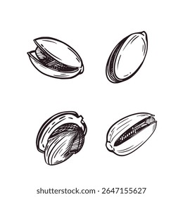 Vector illustratie set, pistachenoten in de schaal en zonder. Alle objecten worden met de hand getekend in vectorinkt. Illustraties zijn geschikt voor afdrukken op stof en papier, voor het ontwerp van productverpakkingen.