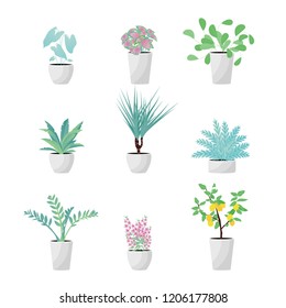 Vector Illustration. Set of Plants in pot. Aslenium, Salvia Officinalis, Coleus, Caladium, ferns, Dracena, Zameoculcas, Angelonia  and lemon tree. Flat style 
