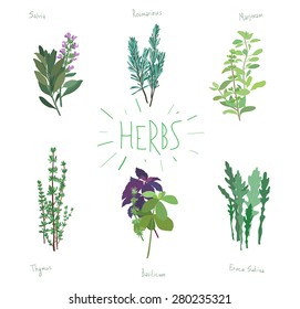 Vector illustration set - Plants and spices - italian herbs