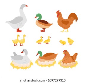 Vector illustration set of poultry, chicken, hen, cock and duck, goose on the nest with eggs in flat cartoon design.