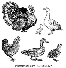 Vector illustration set poultry - goose, rooster, chicken, turkey, duck, quail. A series of farm animals. Graphics drawing. Vintage engraving style. Sketch. Isolated birds on white background.