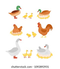 Vector illustration set of poultry. Hen, cock, duck and goose, chicken on eggs on the nests in cartoon flat design.