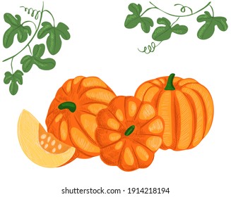 Vector illustration with set of pumpkins in different positions, vegetable painted background. There is empty space for text. Concept vegetables, crops, food, farming.