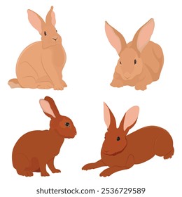 Vector illustration set of rabbit in cartoon flat style. A cute little fluffy rabbit in different pose and color. Illustration of livestock or wild animal isolated on white background for icon,