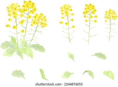 Vector illustration set of rape blossoms drawn by watercolors