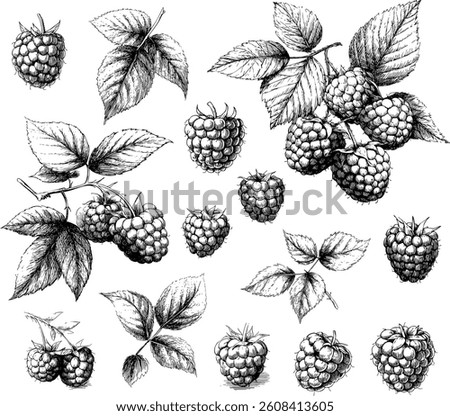 A vector illustration set of raspberries with leaves, in the style of engraving, on a white background.