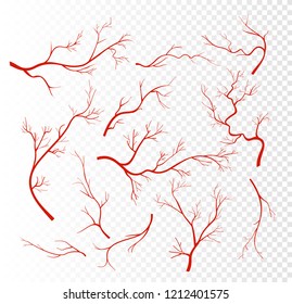 Vector illustration set of red human veins, capillaries or vessel, blood arteries isolated on transparent background.