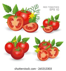 Vector illustration. Set of red ripe fresh realistic tomatoes composition with leaves, blossom and dill isolated on white background