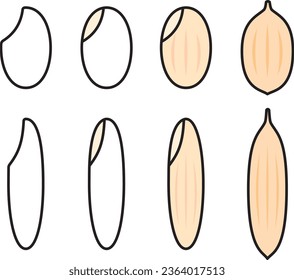 Vector illustration set of rice, rice grains