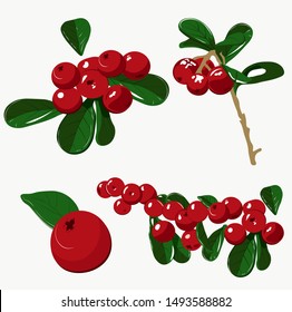 Vector illustration of a set of ripe cranberries. Isolated on white background.