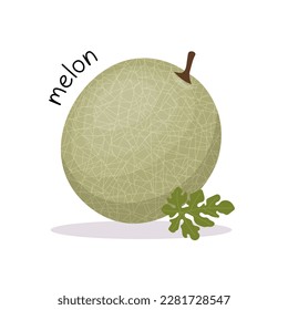 Vector illustration of a set of ripe round melon with a leaf. Fruit illustration in flat style isolated on white background.