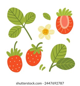 Vector illustration of a set of ripe strawberries, pieces. fruit slices and leaves. Fruit illustration in flat style isolated on white background.