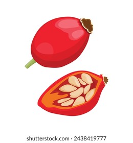 Conjunto de ilustración vectorial de fruta de cereza de rosa mosqueta en estilo plano de dibujos animados. Hojas de fruta, té rojo, vitamina de la planta, natural saludable, briar orgánico, hierbas silvestres, rosa mosqueta medicina