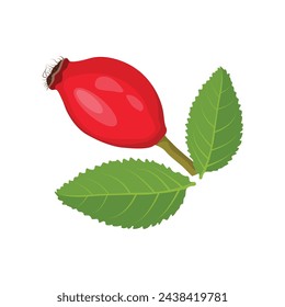 Vector illustration set of rosehip cerry fruit in cartoon flat style. Wild rose berry hip set cartoon. fruit leaf, tea red, plant vitamin, healthy natural, briar organic, herbal wild, medicine rosehip