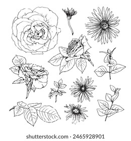 Vektorillustration Rosenset Blüten und Blätter, Handzeichnen