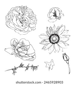 Vector illustration set of roses flowers and leaves, hand draw