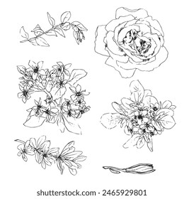 Vector illustration set of roses flowers and leaves, hand draw