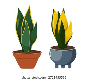 Ilustración vectorial de un conjunto de plantas de Sansevieria en macetas