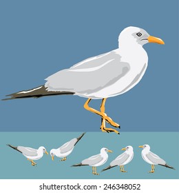 Vector illustration set of seagulls on background. 