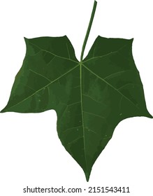 vector illustration , Set of Separate parts and bring together to beautiful leaf of plants  on white background