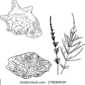 Ilustración vectorial de un conjunto de conchas, plantas aisladas en un fondo blanco. Marítimo de dibujos animados para imprimir en papel, logotipo, ropa, mantas para diseñadores, tiendas