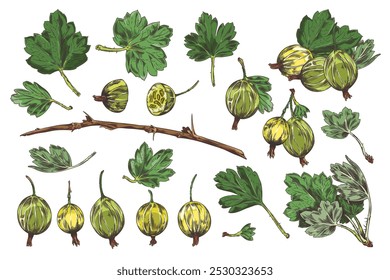 Vector illustration of a set showing green gooseberries, leaves and branches. Includes different sizes and shapes of whole and half berries, intended for educational purposes.