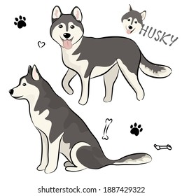 Vector illustration set of Siberian Husky dog in different poses. Hand drawn on white background.