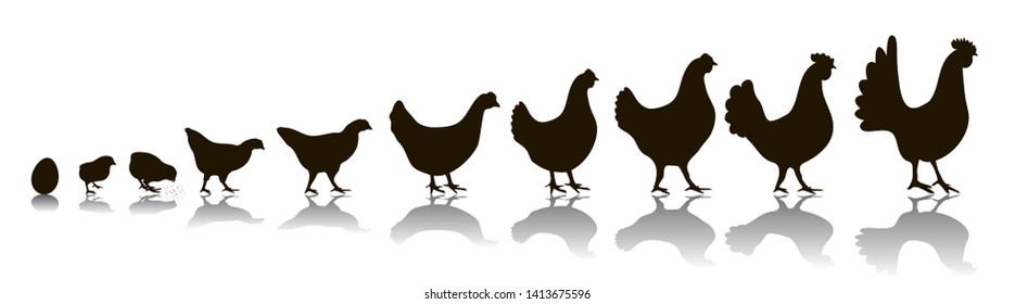 Vector illustration. A set of silhouettes of chickens of all ages. Chickens and cocks. Scale of growth