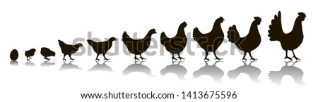 Image, Stock Photo A kind of rooster Rooster