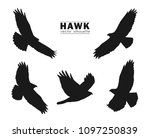 Vector illustration: Set of Silhouettes of flying Hawk isolated on white background. Black eagles 