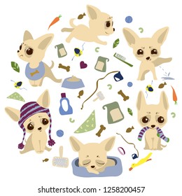 
Vector illustration set of six chihuahua puppies in different positions and in accessories.